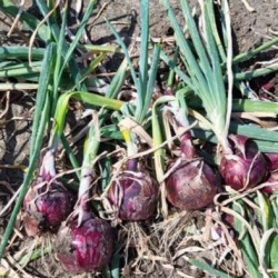 Cebula Focus F1 250 tys. nasion ZW st